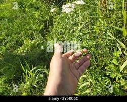 Attēlu rezultāti vaicājumam “Achillea salicifolia leaf”