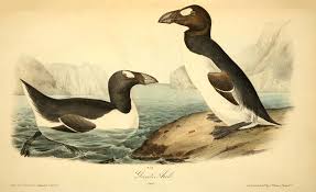 Image result for Pinguinus impennis