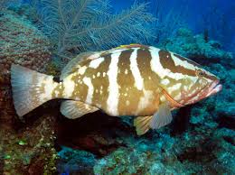 Image result for Epinephelus striatus