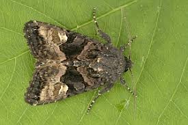 Attēlu rezultāti vaicājumam “Euplexia lucipara”