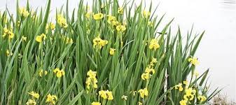 Attēlu rezultāti vaicājumam “Iris pseudacorus flower”