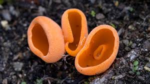 Attēlu rezultāti vaicājumam “Aleuria aurantia”