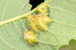 Attēlu rezultāti vaicājumam “Euura brevicornis”