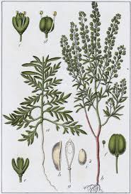 Attēlu rezultāti vaicājumam “Enteridium liceoides young”