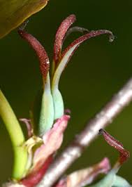 Attēlu rezultāti vaicājumam “Cercidiphyllum japonicum flower”