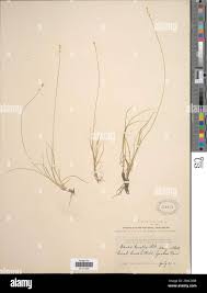 Attēlu rezultāti vaicājumam “Carex loliacea”