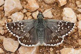 Attēlu rezultāti vaicājumam “Pyrgus alveus upperside”