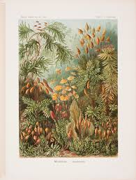 Image result for ernst haeckel