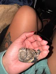 Image result for pheega