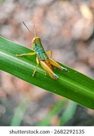 Attēlu rezultāti vaicājumam “Acrididae”