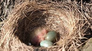 Attēlu rezultāti vaicājumam “Erithacus rubecula nest”