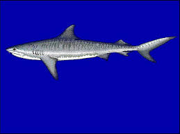 Image result for Galeocerdo cuvier