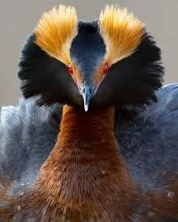 Image result for Podiceps auritus