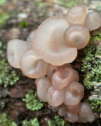 Attēlu rezultāti vaicājumam “Neobulgaria pura”