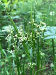 Attēlu rezultāti vaicājumam “Luzula luzuloides”