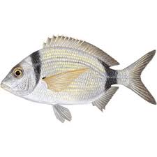 Image result for Diplodus