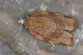 Attēlu rezultāti vaicājumam “Pandemis cinnamomeana”