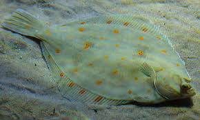 Image result for Pleuronectes platessa