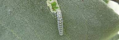 Attēlu rezultāti vaicājumam “Shargacucullia scrophulariae larva”