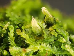 Attēlu rezultāti vaicājumam “Cephalozia connivens”