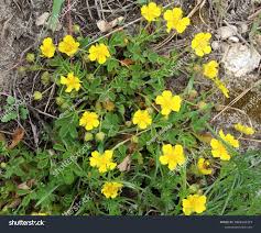 Attēlu rezultāti vaicājumam “Potentilla arenaria flower”