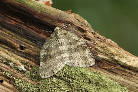 Attēlu rezultāti vaicājumam “Epirrita sp.”