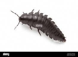 Attēlu rezultāti vaicājumam “Silpha obscura larva”