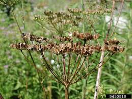 Image result for Pastinaca sativa