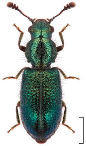 Attēlu rezultāti vaicājumam “Ombrophila violacea”