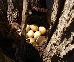 Attēlu rezultāti vaicājumam “Anas platyrhynchos eggs”
