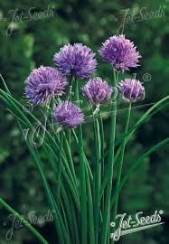 Image result for Allium schoenoprasum