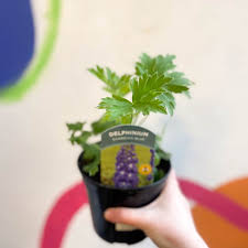 Attēlu rezultāti vaicājumam “Delphinium elatum  fruit”