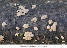 Attēlu rezultāti vaicājumam “Hypoxylon fuscum”