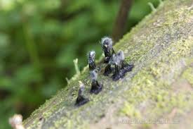 Attēlu rezultāti vaicājumam “Stemonitis fusca spores”