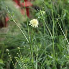 Image result for Scabiosa ochroleuca