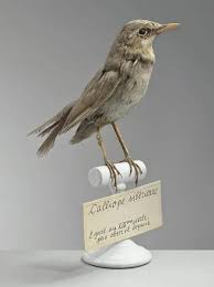 Image result for Luscinia calliope