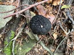 Attēlu rezultāti vaicājumam “Strobilomyces strobilaceus”