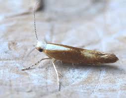 Attēlu rezultāti vaicājumam “Argyresthia albistria”