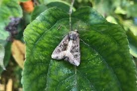 Attēlu rezultāti vaicājumam “Celaena leucostigma”