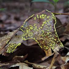 Attēlu rezultāti vaicājumam “Physarum bivalve”