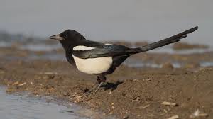 Attēlu rezultāti vaicājumam “Pica pica”