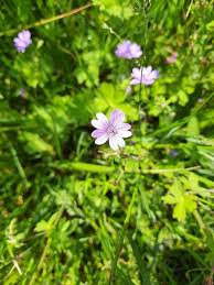 Attēlu rezultāti vaicājumam “Geranium pyrenaicum flower”