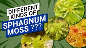 Attēlu rezultāti vaicājumam “Sphagnum”