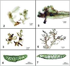 Attēlu rezultāti vaicājumam “Riccardia latifrons”