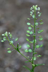Attēlu rezultāti vaicājumam “Lepidium densiflorum bud”