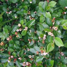 Attēlu rezultāti vaicājumam “Cotoneaster divaricatus fruit”