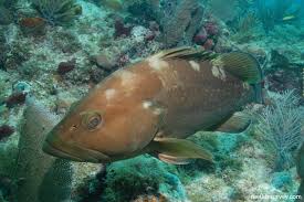 Image result for Epinephelus morio