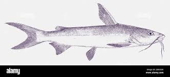 Image result for Ariopsis felis