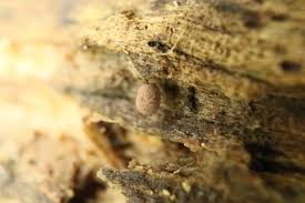 Attēlu rezultāti vaicājumam “Comatricha meandrispora macro”