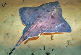 Image result for Amblyraja hyperborea